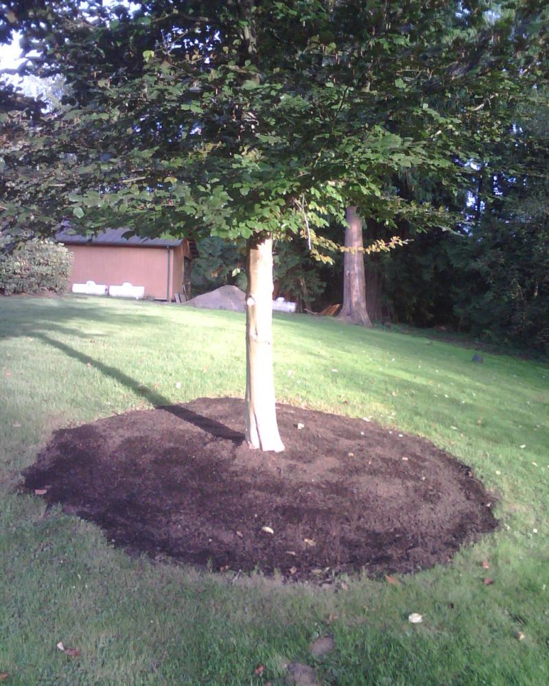 Our composted Fine Bark Mulch being used fo ring a tree in city park