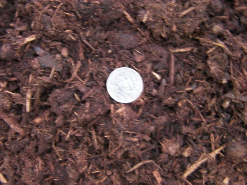 Fine bark with quarter to show approx size.  Color will vary pending weather.