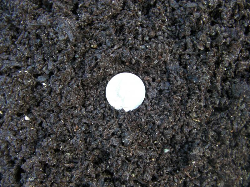 Beauty Mulch Spread.  This sample was wet though it tends to stay dark when dry.