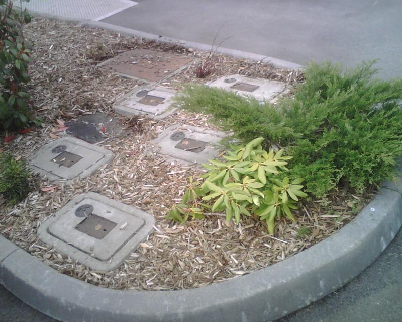 Our Medium Red hog fuel being used at Condos in Kirkland for weed control.